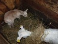 /album/farma-2011/kozia-farma-2011-023-jpg/